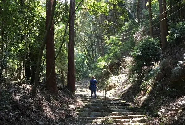 上醍醐寺の写真・動画_image_378033