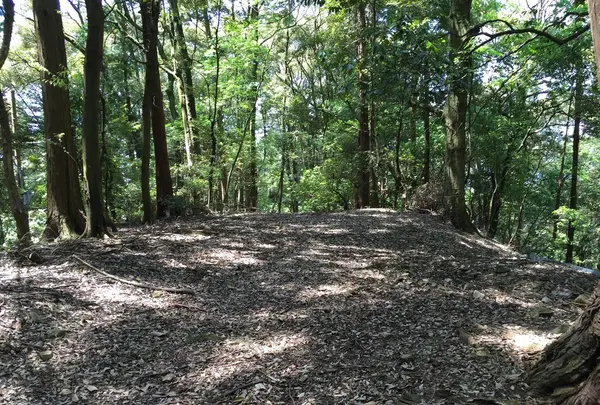 上醍醐寺の写真・動画_image_378035