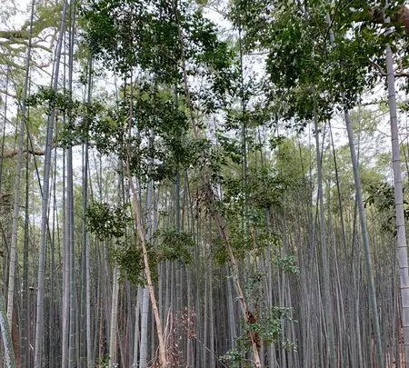 石清水八幡宮の写真・動画_image_378724