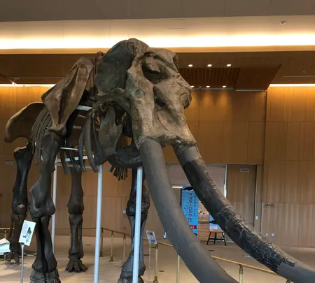 MieMu 三重県総合博物館の写真・動画_image_378851