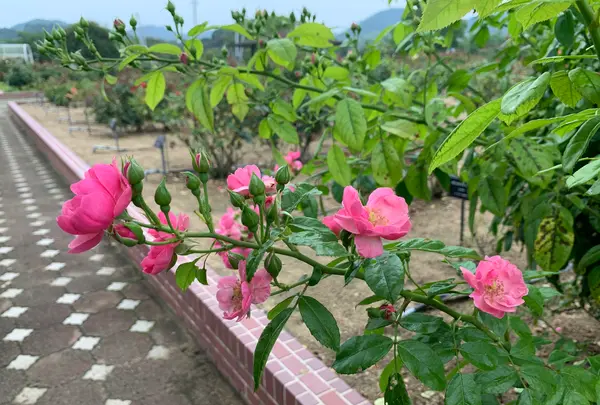 よしうみバラ公園の写真・動画_image_379004