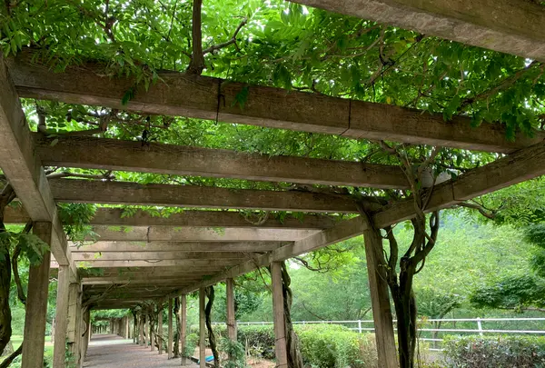 大三島藤公園の写真・動画_image_379145