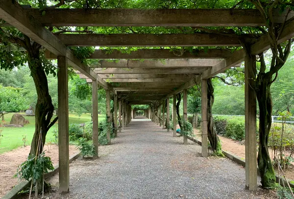 大三島藤公園の写真・動画_image_379147