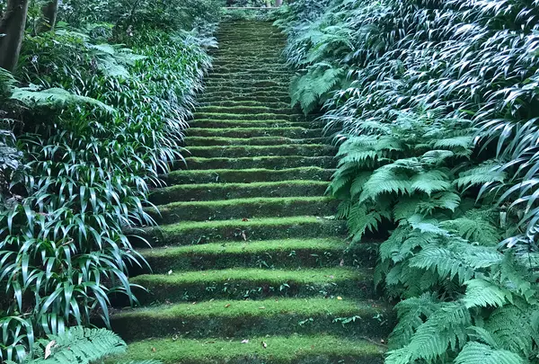 報国寺（竹寺）の写真・動画_image_379776
