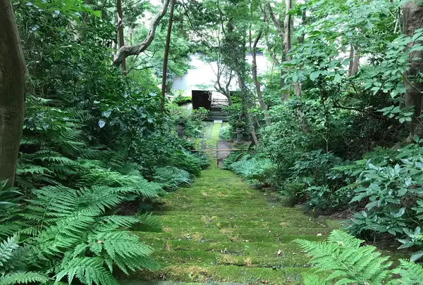 報国寺（竹寺）の写真・動画_image_379781