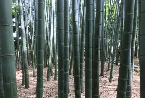 報国寺（竹寺）の写真・動画_image_380294