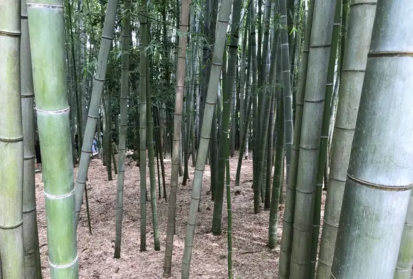 報国寺（竹寺）の写真・動画_image_380297