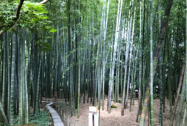 報国寺（竹寺）の写真・動画_image_380305