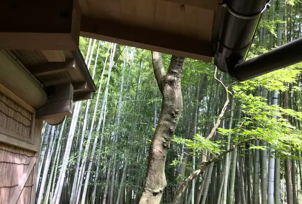 報国寺（竹寺）の写真・動画_image_380312