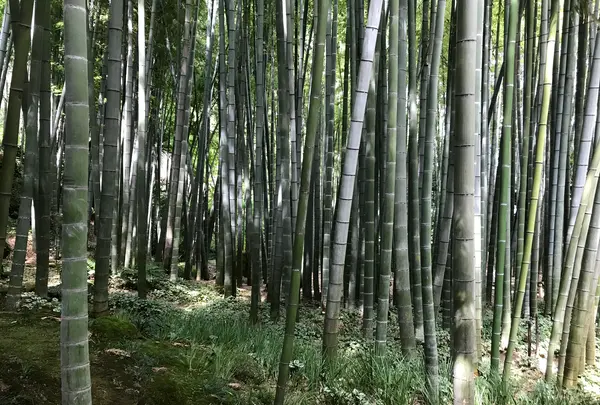 報国寺（竹寺）の写真・動画_image_380313