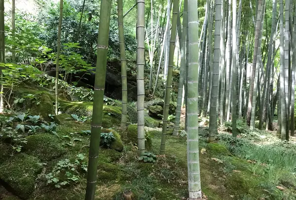 報国寺（竹寺）の写真・動画_image_380315