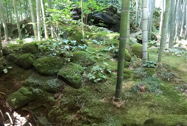 報国寺（竹寺）の写真・動画_image_380317