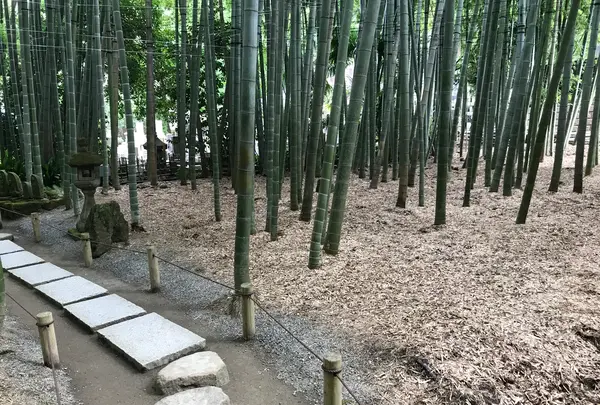報国寺（竹寺）の写真・動画_image_380318