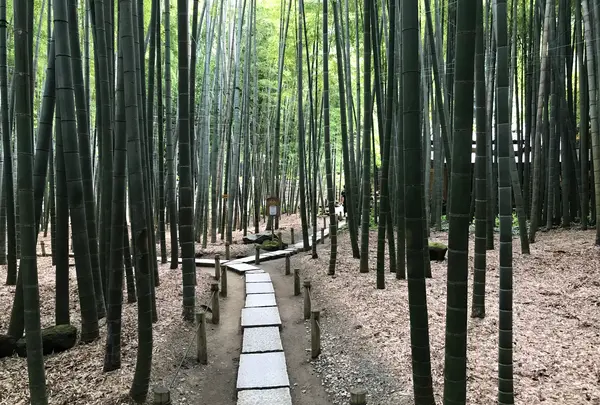 報国寺（竹寺）の写真・動画_image_380324