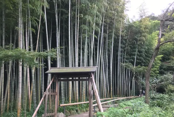 報国寺（竹寺）の写真・動画_image_380386