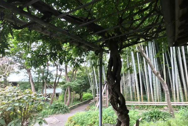 報国寺（竹寺）の写真・動画_image_380392