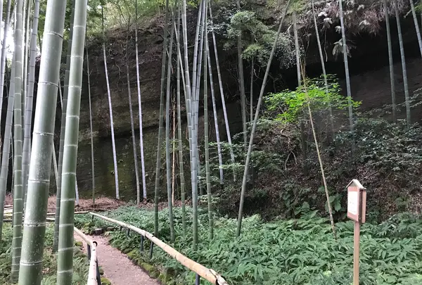 報国寺（竹寺）の写真・動画_image_380396