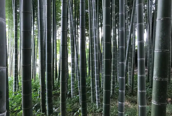 報国寺（竹寺）の写真・動画_image_380397