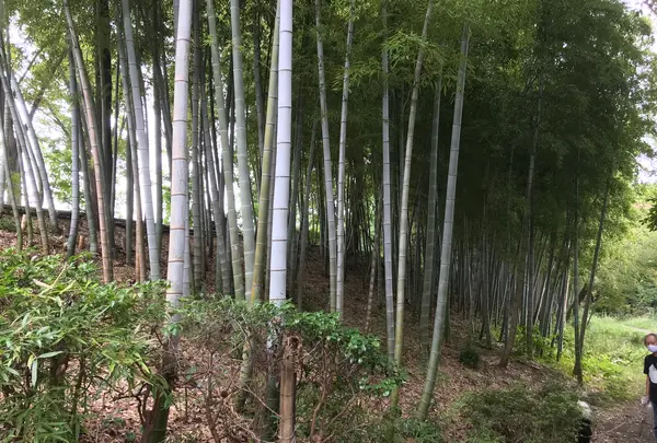 せせらぎ公園の写真・動画_image_381001