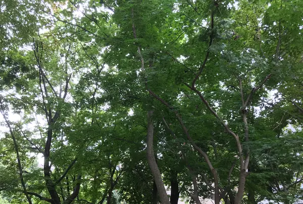 せせらぎ公園の写真・動画_image_381002