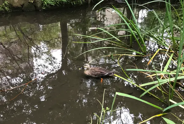 せせらぎ公園の写真・動画_image_381004