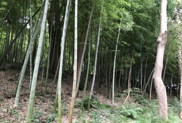 せせらぎ公園の写真・動画_image_381006