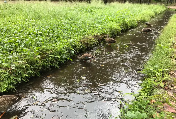 せせらぎ公園の写真・動画_image_381007