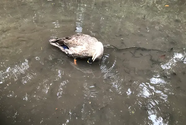 せせらぎ公園の写真・動画_image_381009