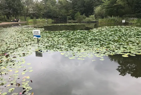 せせらぎ公園の写真・動画_image_381018