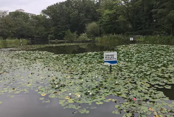 せせらぎ公園の写真・動画_image_381019