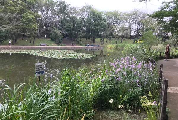 せせらぎ公園の写真・動画_image_381029
