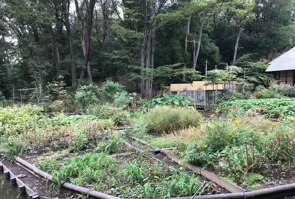 せせらぎ公園の写真・動画_image_381033