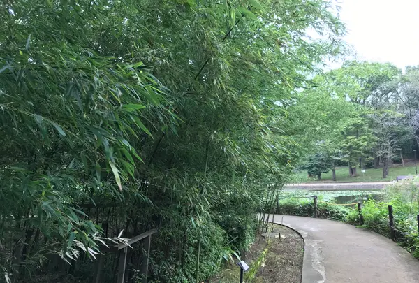せせらぎ公園の写真・動画_image_381122