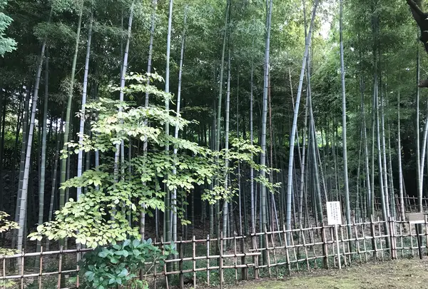 せせらぎ公園の写真・動画_image_381123