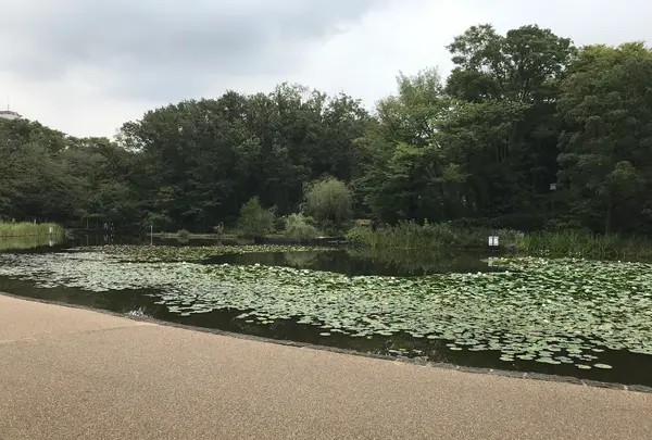 せせらぎ公園の写真・動画_image_381124