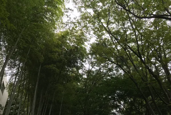 せせらぎ公園の写真・動画_image_381130