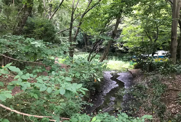 せせらぎ公園の写真・動画_image_381134