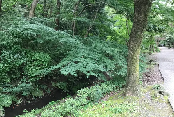 せせらぎ公園の写真・動画_image_381137