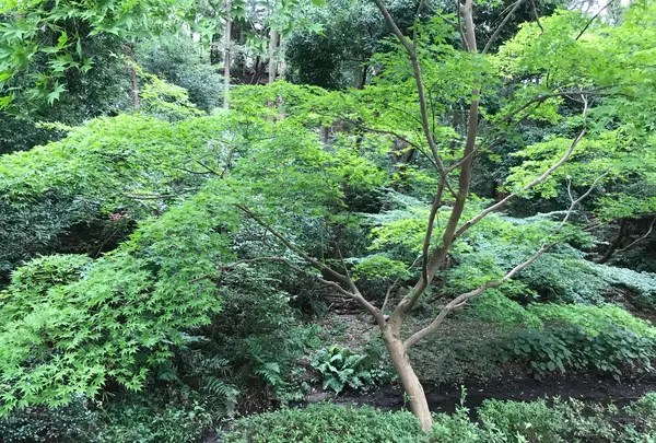 せせらぎ公園の写真・動画_image_381138