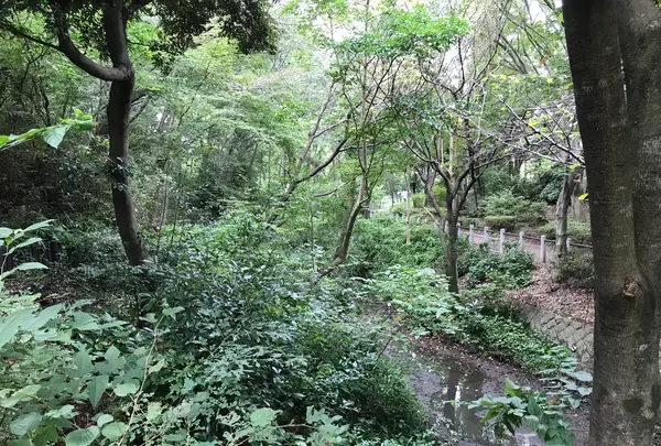 せせらぎ公園の写真・動画_image_381139