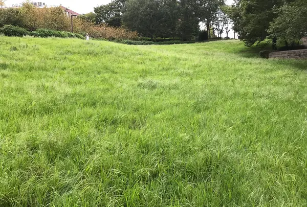 せせらぎ公園の写真・動画_image_381141