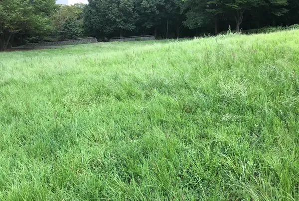 せせらぎ公園の写真・動画_image_381143