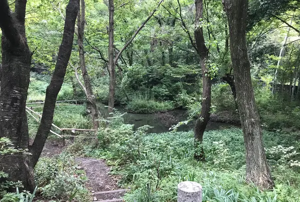 せせらぎ公園の写真・動画_image_381146