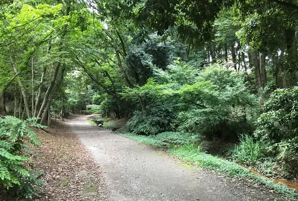 せせらぎ公園の写真・動画_image_381158