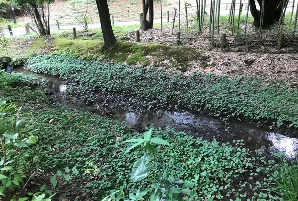 せせらぎ公園の写真・動画_image_381164