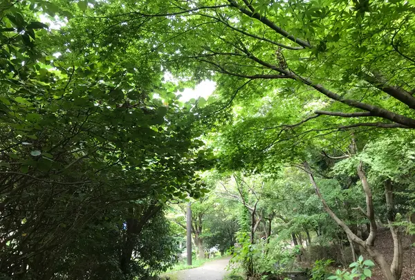 せせらぎ公園の写真・動画_image_381171
