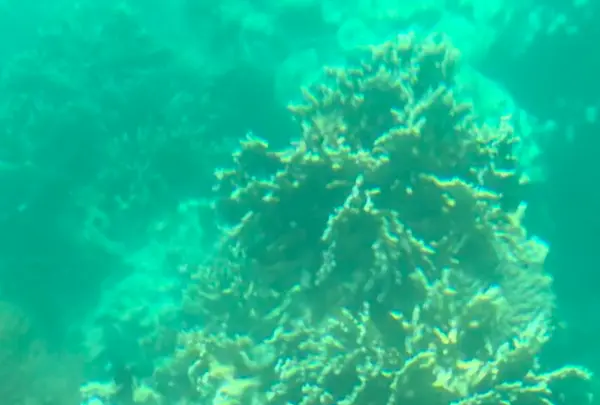 川平湾の写真・動画_image_381691