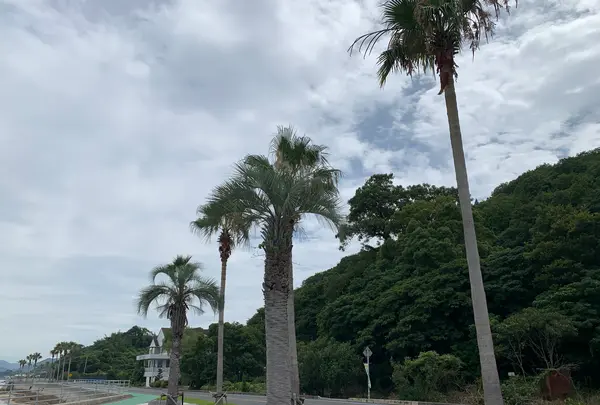 生口島の写真・動画_image_381792