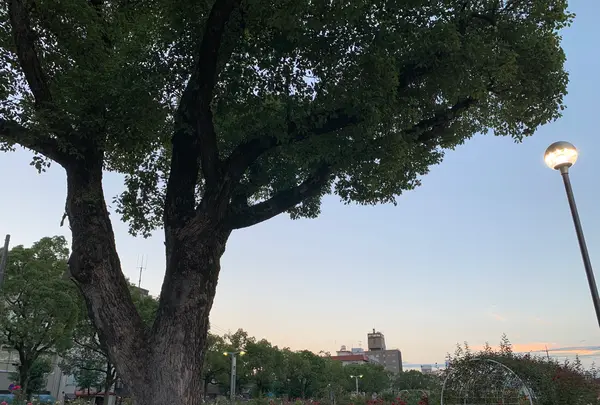 ばら公園の写真・動画_image_381996