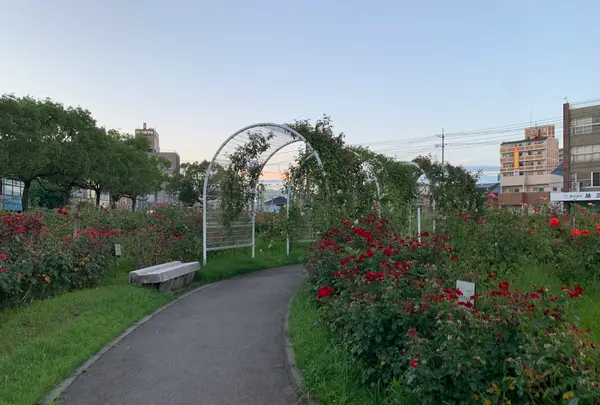 ばら公園の写真・動画_image_381997